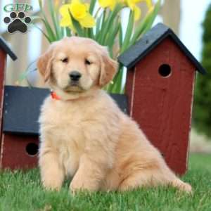M&M, Golden Retriever Puppy