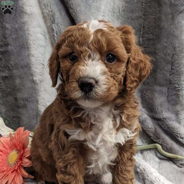 Mable, Mini Goldendoodle Puppy