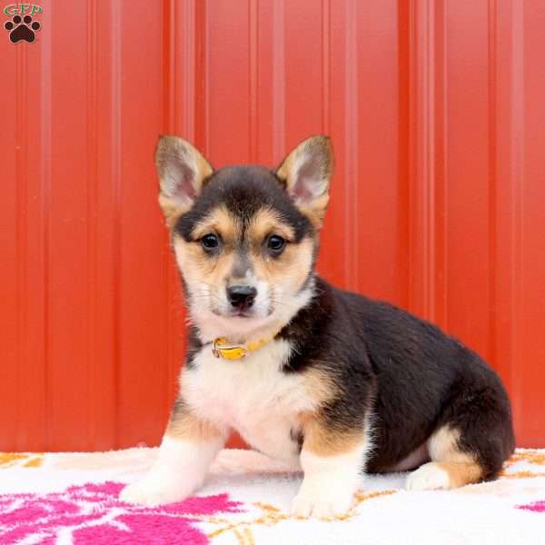 Mack, Pembroke Welsh Corgi Puppy