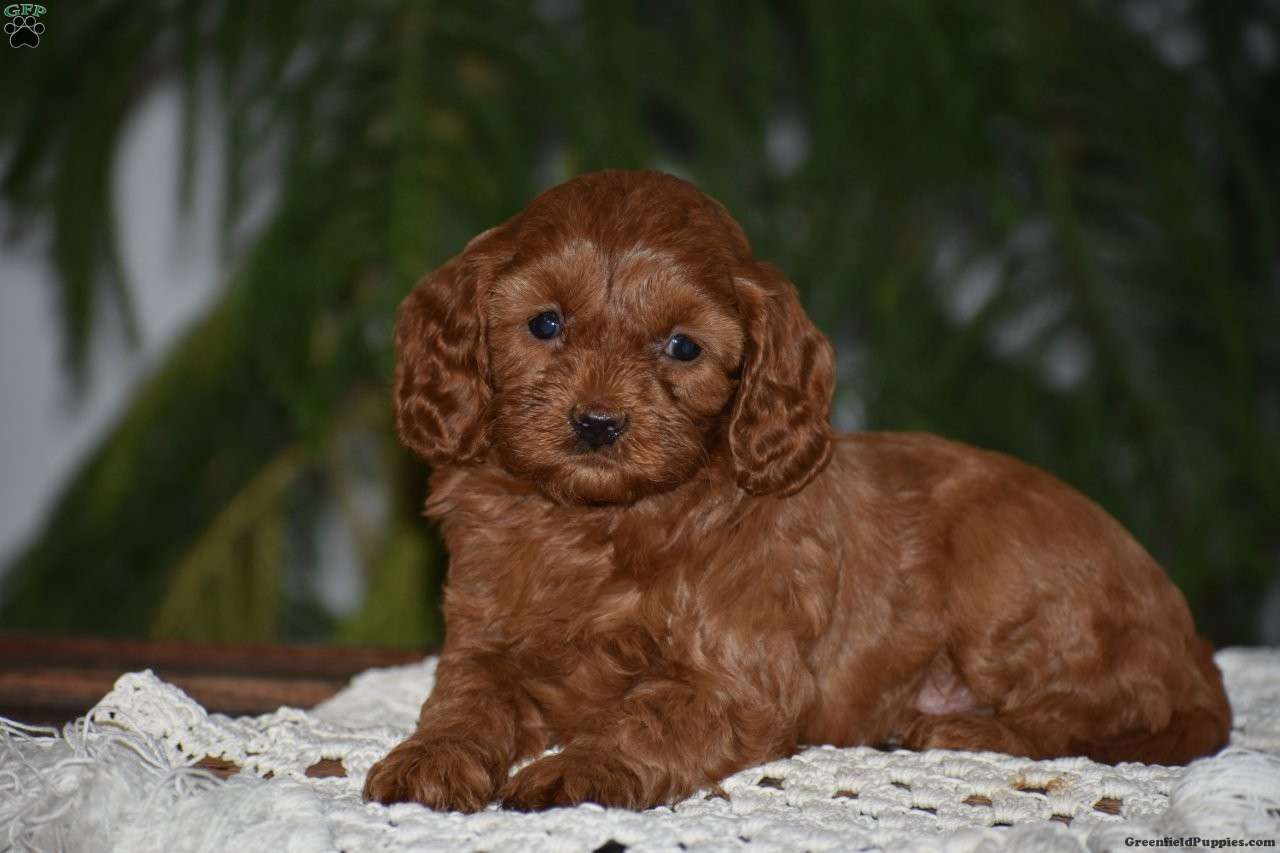 Macy - Cavapoo Puppy For Sale in Pennsylvania