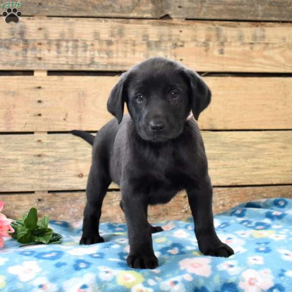 Macy, Golden Labrador Puppy