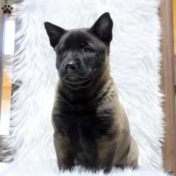 Macy, Belgian Malinois Puppy