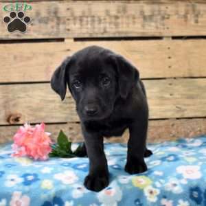 Macy, Golden Labrador Puppy