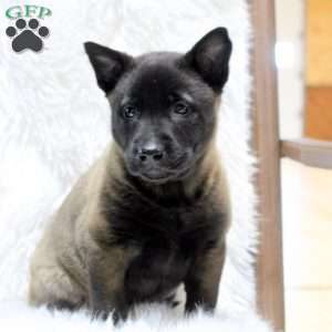 Macy, Belgian Malinois Puppy