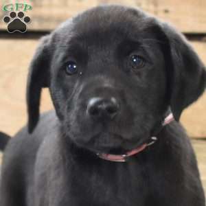 Macy, Golden Labrador Puppy
