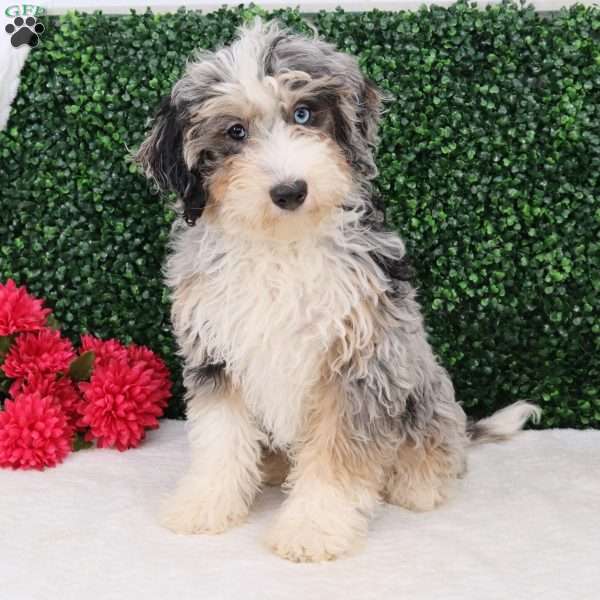 Macy, Mini Bernedoodle Puppy