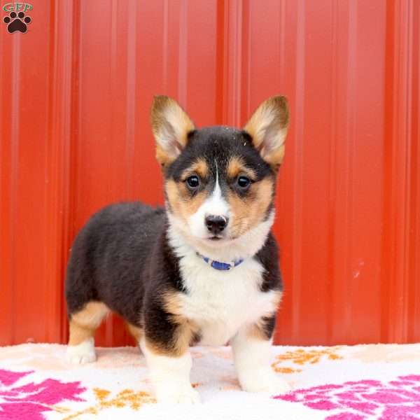 Madelyn, Pembroke Welsh Corgi Puppy