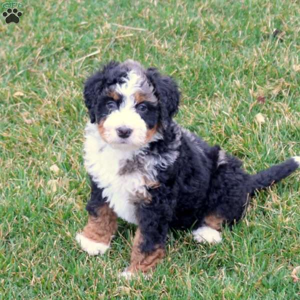 Maeve, Mini Bernedoodle Puppy