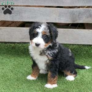 Maeve, Mini Bernedoodle Puppy