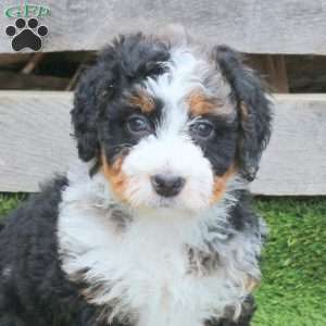 Maeve, Mini Bernedoodle Puppy
