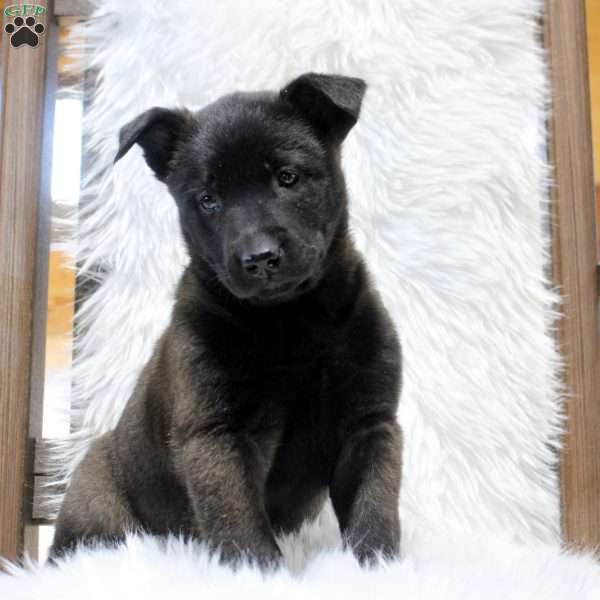 Maggie, Belgian Malinois Puppy