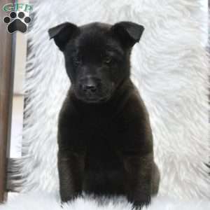 Maggie, Belgian Malinois Puppy