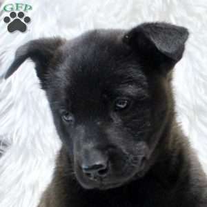 Maggie, Belgian Malinois Puppy