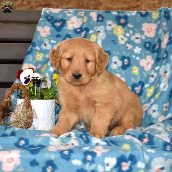 Major, Golden Retriever Puppy