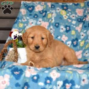 Major, Golden Retriever Puppy
