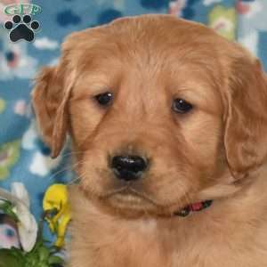 Major, Golden Retriever Puppy