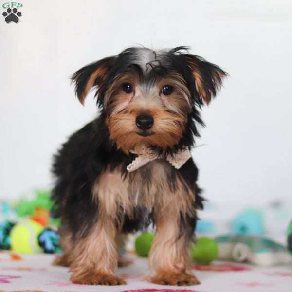 Malcom, Yorkie Puppy
