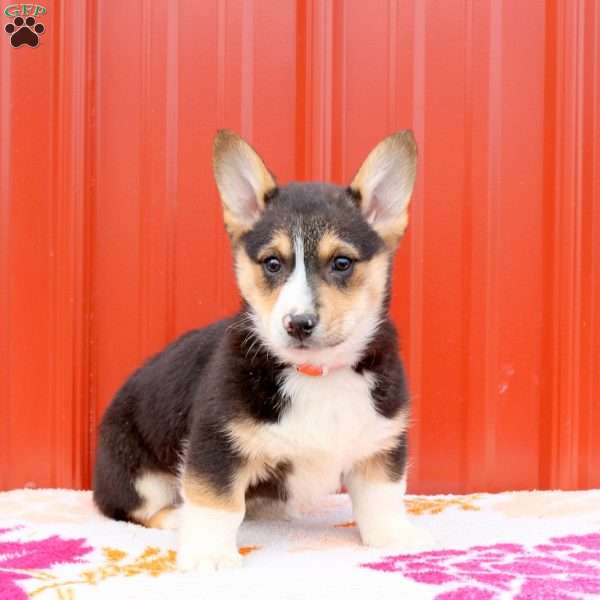 Manny, Pembroke Welsh Corgi Puppy