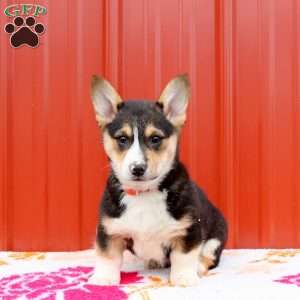 Manny, Pembroke Welsh Corgi Puppy