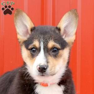 Manny, Pembroke Welsh Corgi Puppy