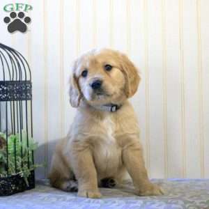 Marcie, Miniature Golden Retriever Puppy