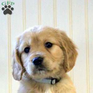 Marcie, Miniature Golden Retriever Puppy