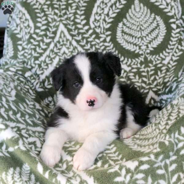 Marcus, Border Collie Puppy