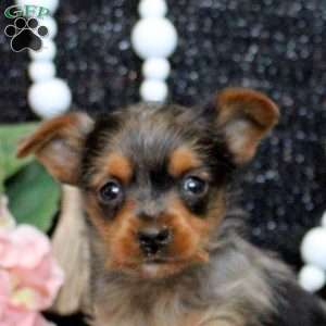 Marcus, Yorkie Puppy