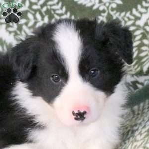 Marcus, Border Collie Puppy