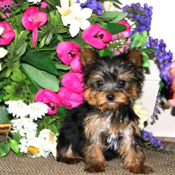 Marcus, Yorkie Puppy