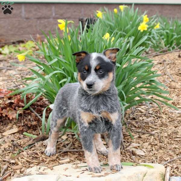 Margo, Blue Heeler – Australian Cattle Dog Puppy