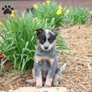 Margo, Blue Heeler – Australian Cattle Dog Puppy
