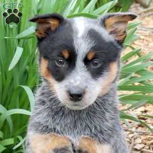 Margo, Blue Heeler – Australian Cattle Dog Puppy