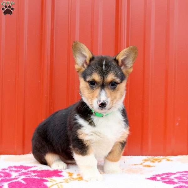 Margot, Pembroke Welsh Corgi Puppy