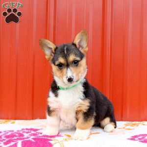 Margot, Pembroke Welsh Corgi Puppy