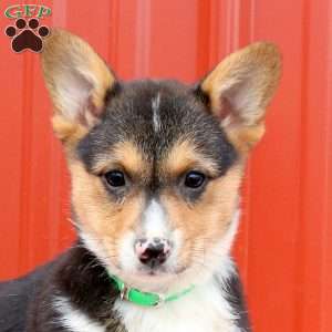 Margot, Pembroke Welsh Corgi Puppy