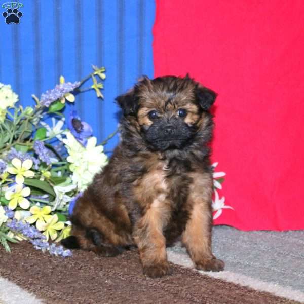 Marie, Pomapoo Puppy