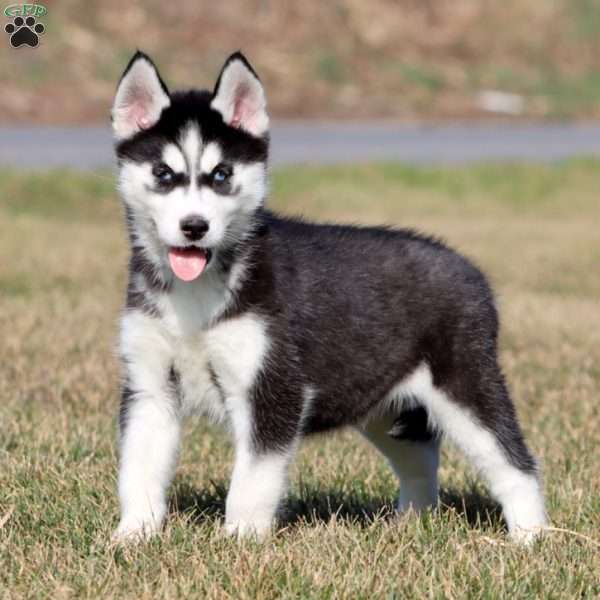 Marie, Siberian Husky Puppy