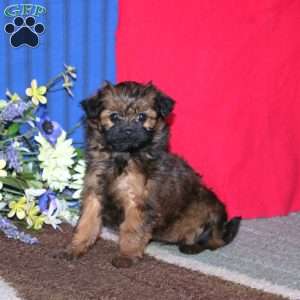 Marie, Pomapoo Puppy