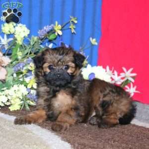 Marie, Pomapoo Puppy