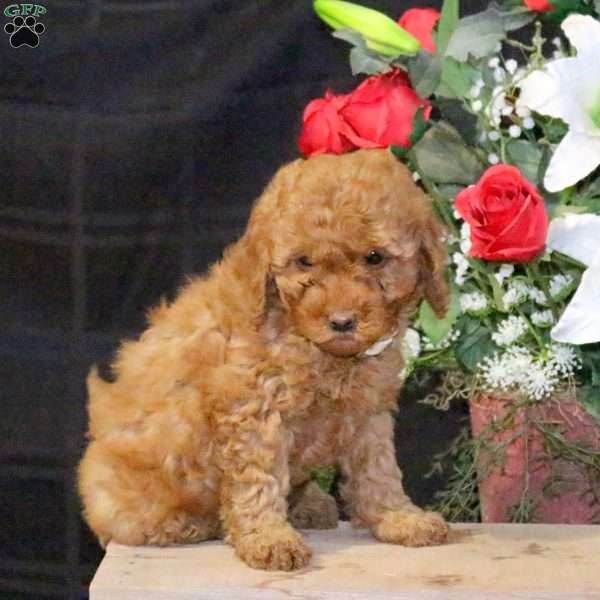 Marigold – F1B, Mini Goldendoodle Puppy