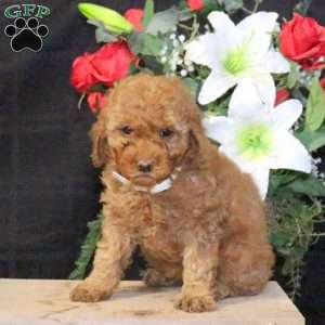 Marigold – F1B, Mini Goldendoodle Puppy