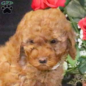 Marigold – F1B, Mini Goldendoodle Puppy