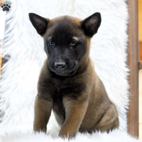 Mario, Belgian Malinois Puppy