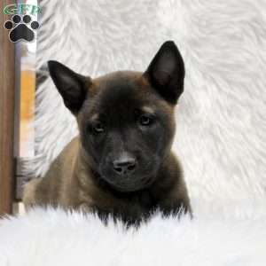 Mario, Belgian Malinois Puppy