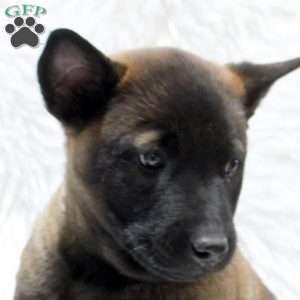 Mario, Belgian Malinois Puppy