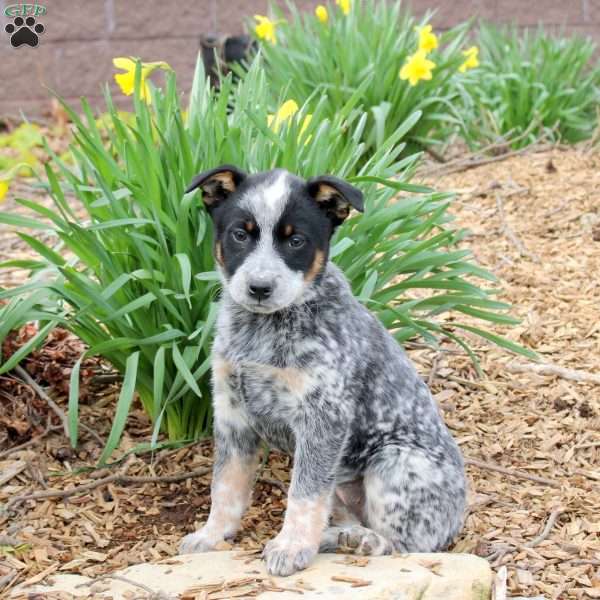 Marley, Blue Heeler – Australian Cattle Dog Puppy