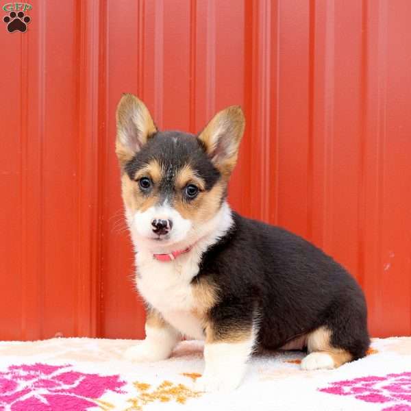 Marley, Pembroke Welsh Corgi Puppy