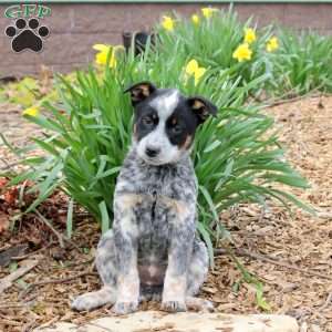 Marley, Blue Heeler – Australian Cattle Dog Puppy