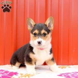 Marley, Pembroke Welsh Corgi Puppy